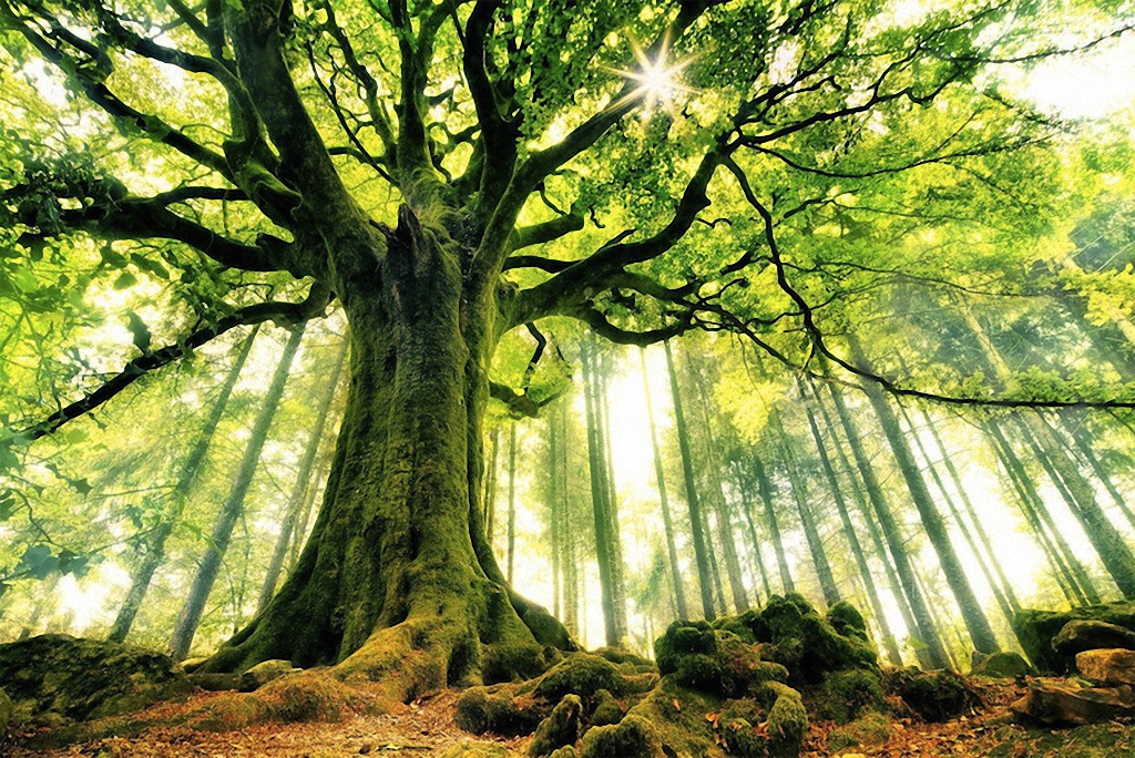 Samye krasivye derevya v mire 13 Самые красивые деревья в мире