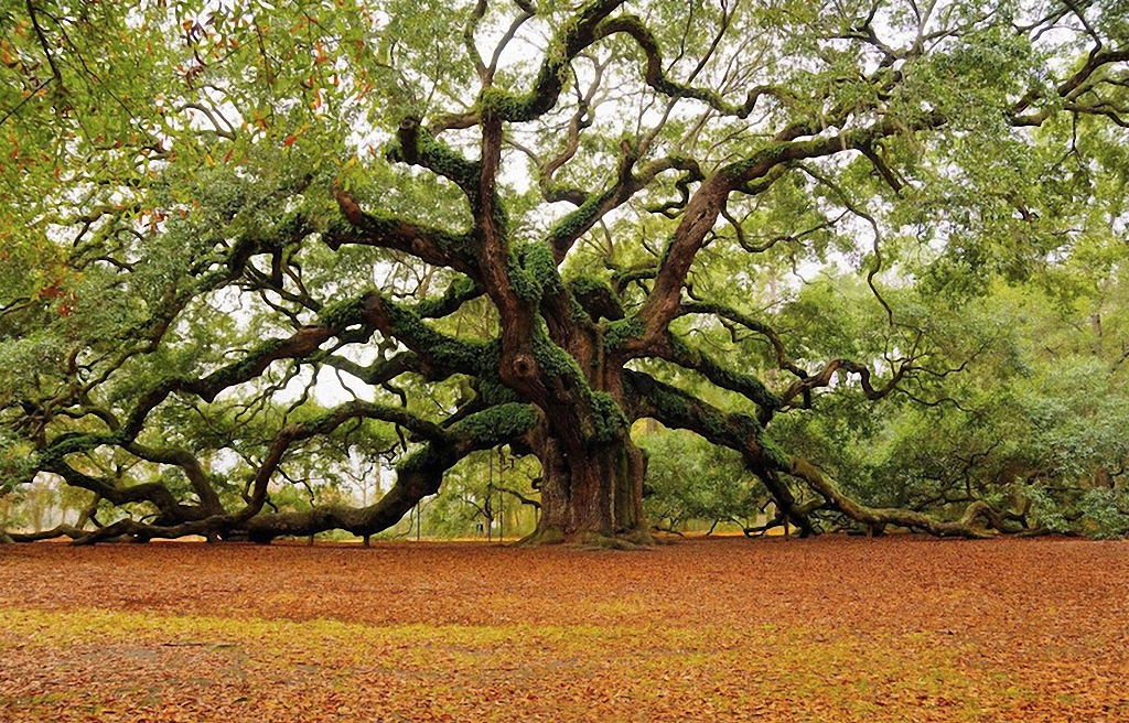 Samye krasivye derevya v mire 15 Самые красивые деревья в мире