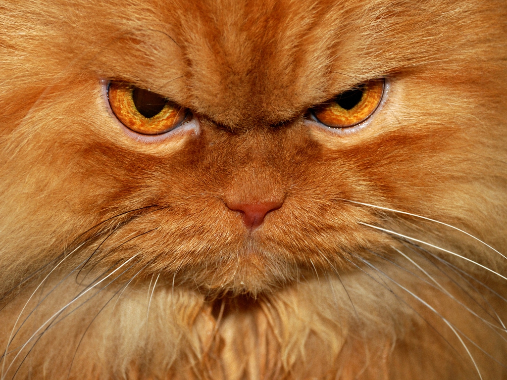 Samyj serdityj kot 16 Самый сердитый кот во всем интернете