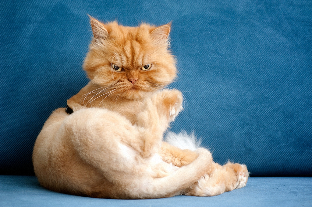 Samyj serdityj kot 17 Самый сердитый кот во всем интернете
