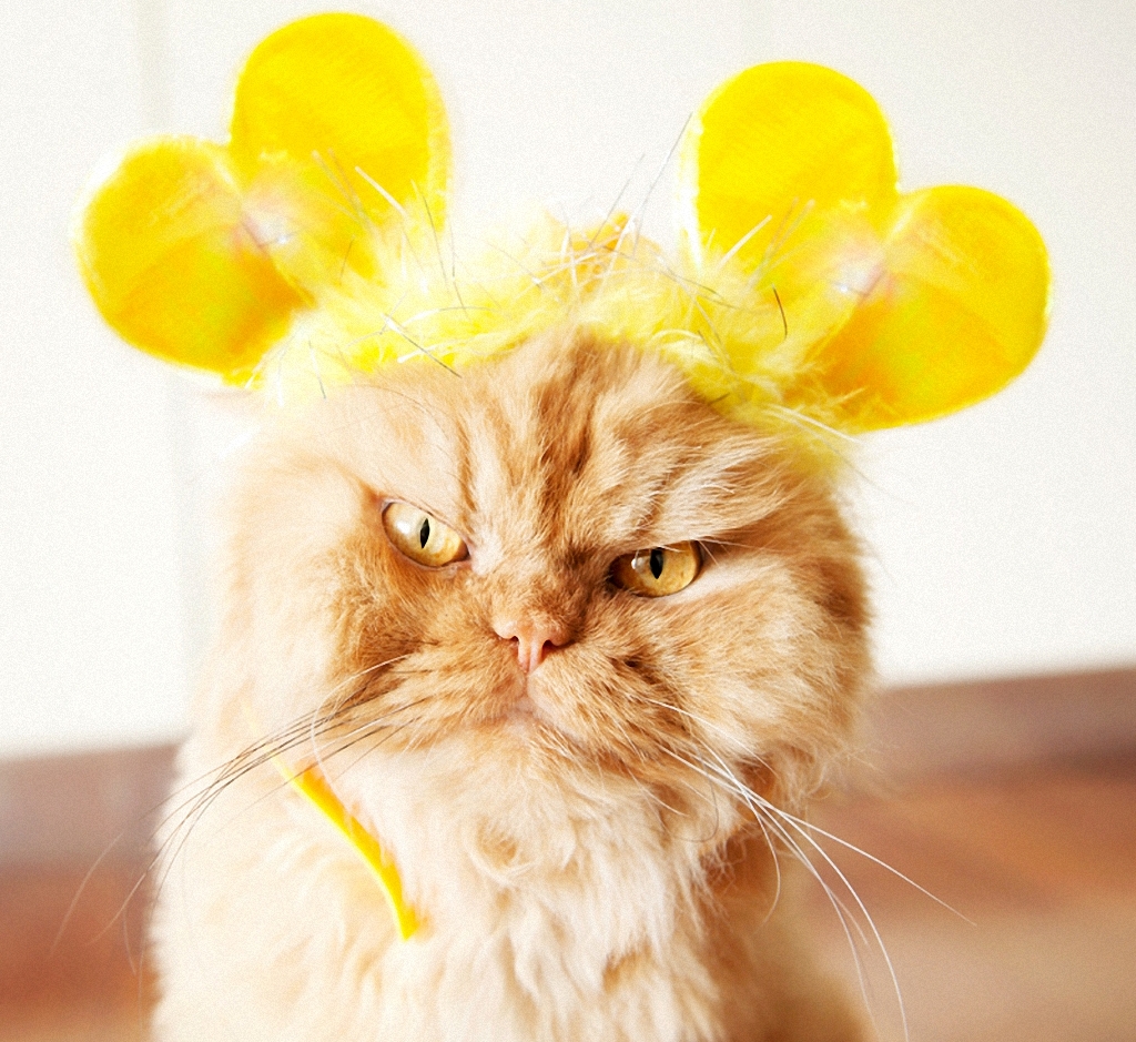 Samyj serdityj kot 18 Самый сердитый кот во всем интернете