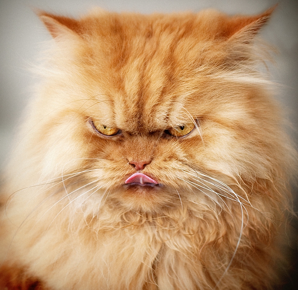 Samyj serdityj kot 8 Самый сердитый кот во всем интернете