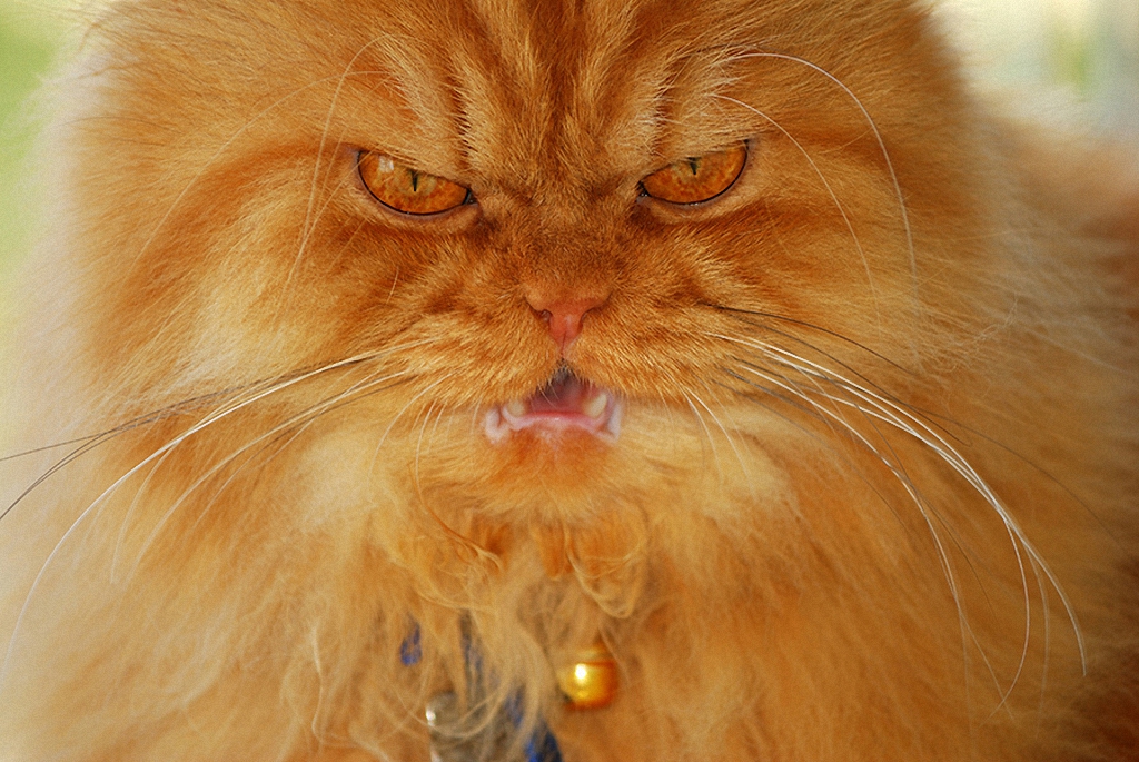 Samyj serdityj kot 9 Самый сердитый кот во всем интернете