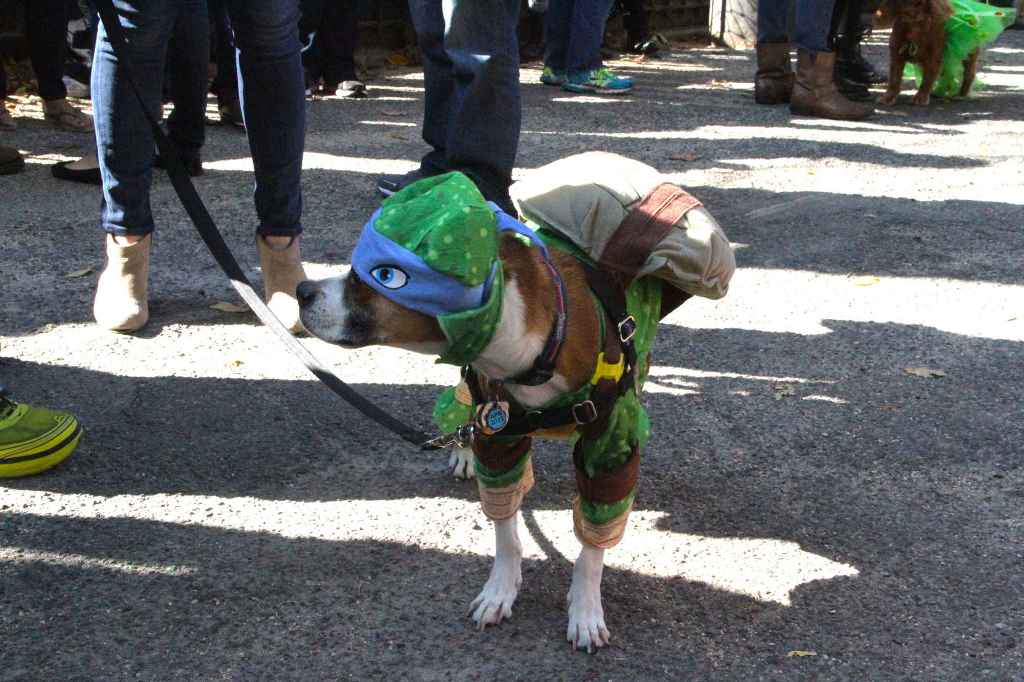  Крупнейший костюмированный парад собак