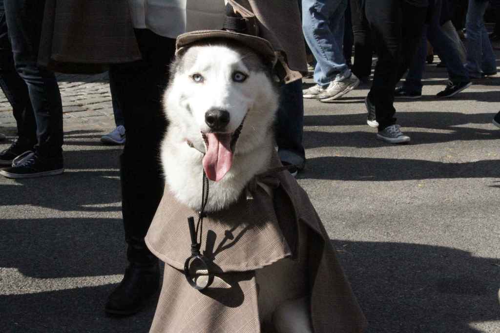  Крупнейший костюмированный парад собак