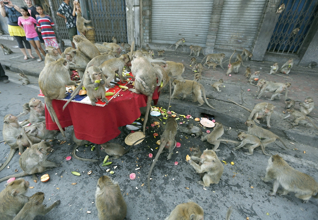 Пиршество обезьян в Таиланде