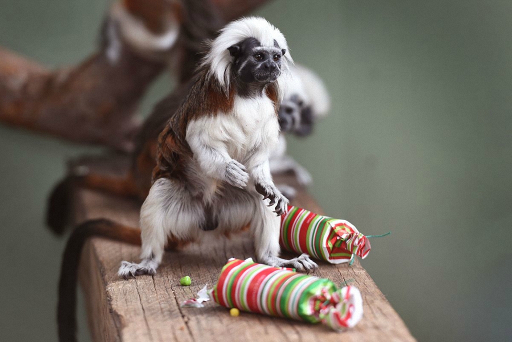  Рождественские подарки в зоопарке Таронга