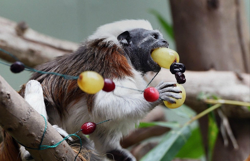  Рождественские подарки в зоопарке Таронга
