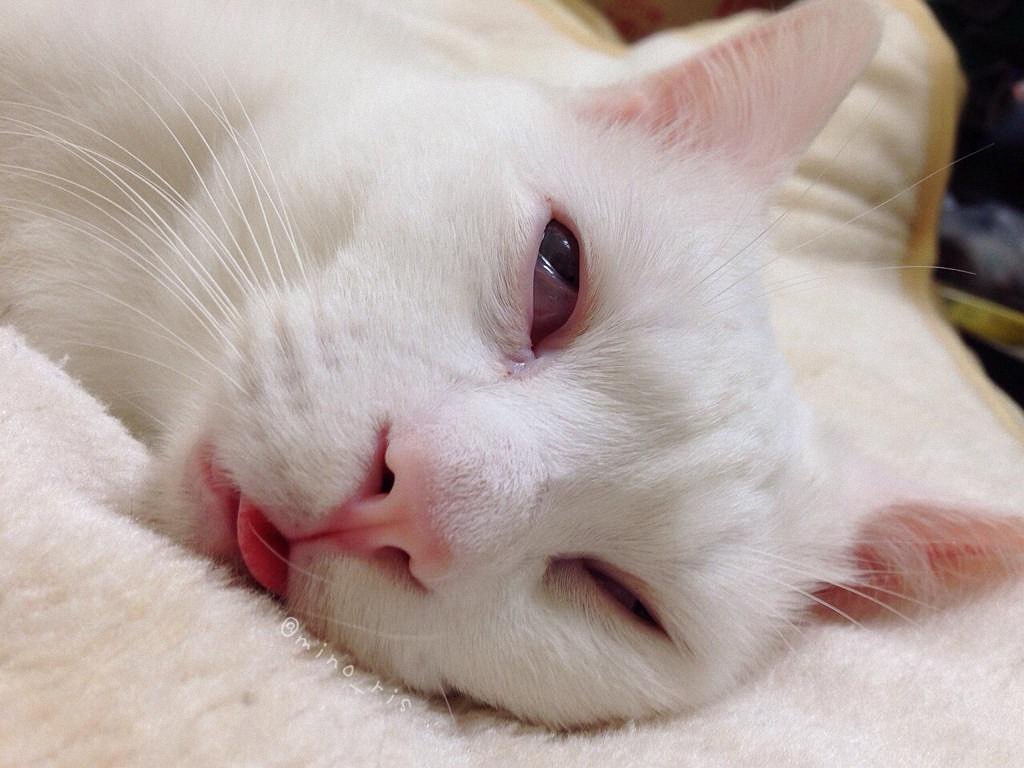 Самый уродливый спящий кот в Японии-10