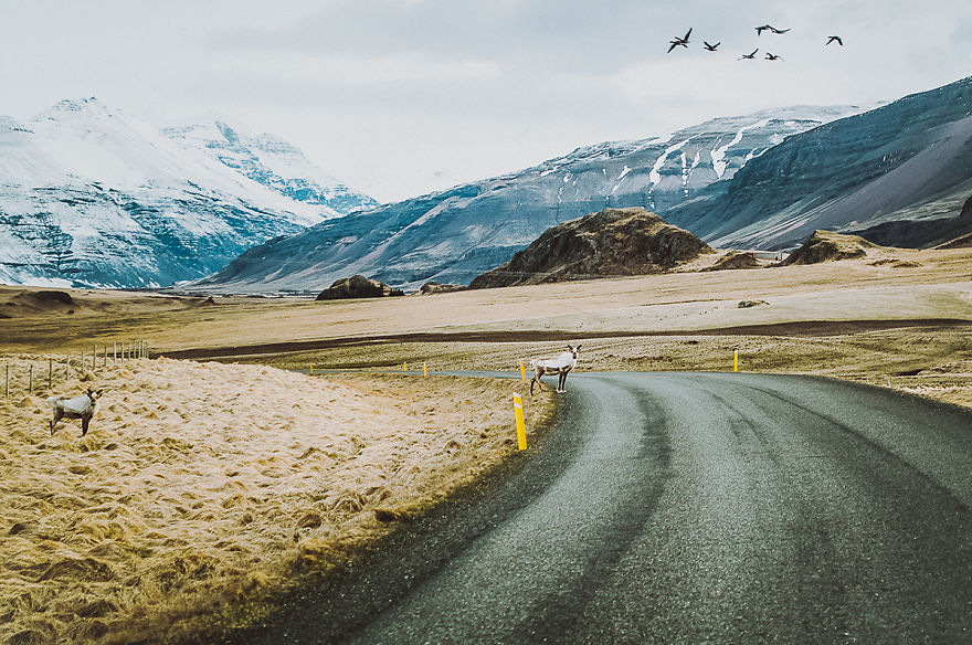 4. На дорогах Ісландії часто можна побачити оленів.
