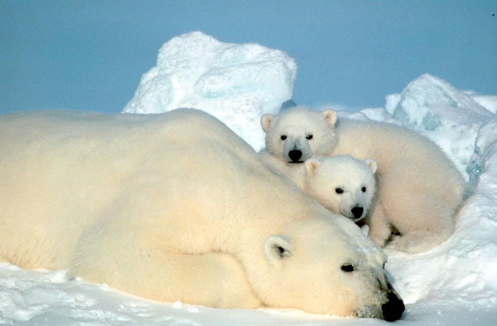 18. И конечно Северный полюс не мыслим без белых медведей. На фото медведица с медвежатами. 
