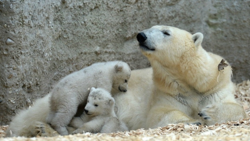 полярные медведи 3