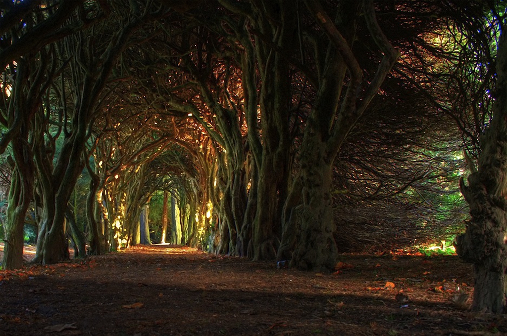 буковый туннель в Ирландии