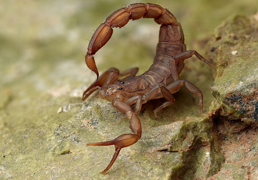 6-scorpion-poison
