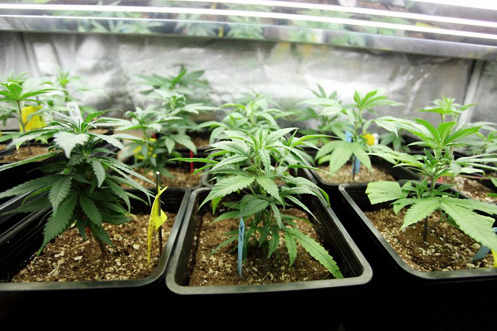 Выращивание сортовой конопли марихуана в улан удэ