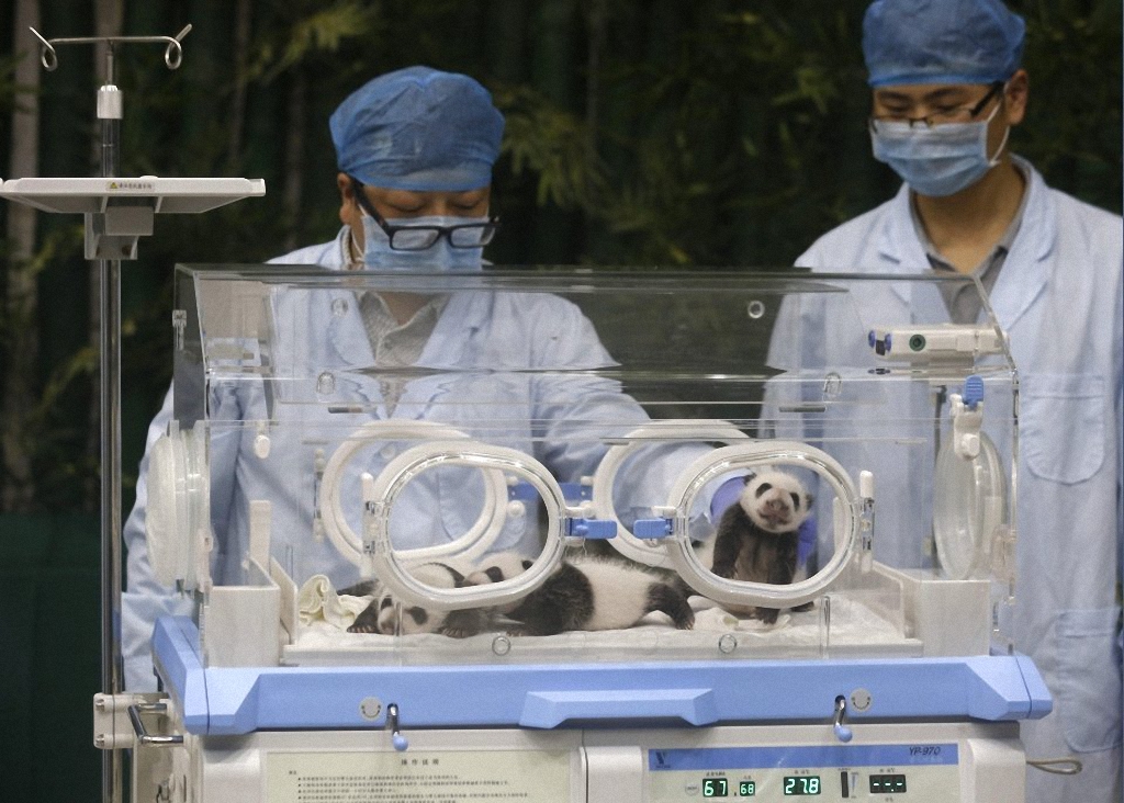 Смотрите как выросли первые в мире тройняшки-панды-1