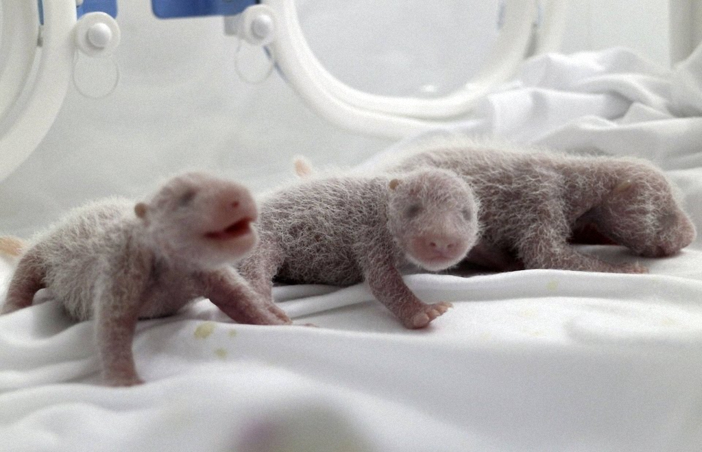 Смотрите как выросли первые в мире тройняшки-панды-10