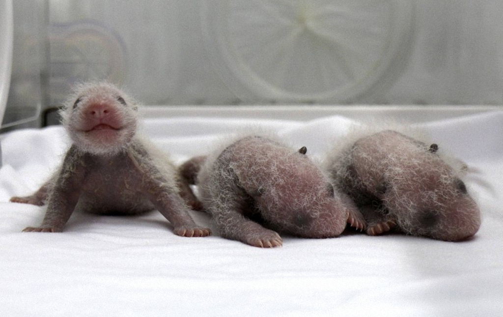 Смотрите как выросли первые в мире тройняшки-панды-11