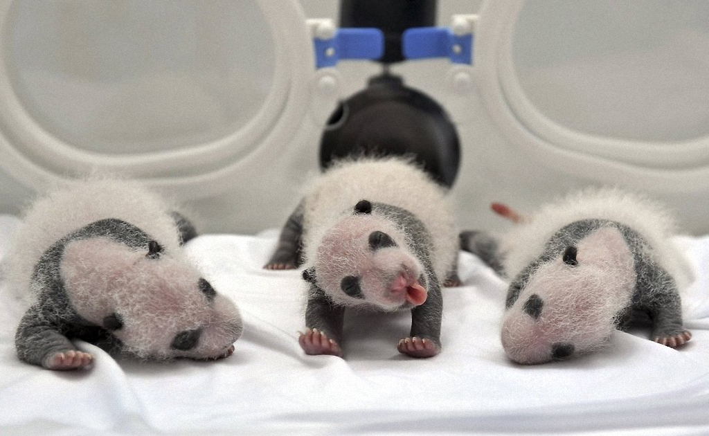 Смотрите как выросли первые в мире тройняшки-панды-14