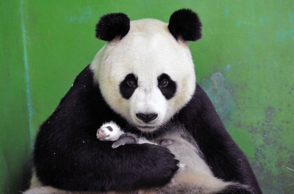 Смотрите как выросли первые в мире тройняшки-панды-15
