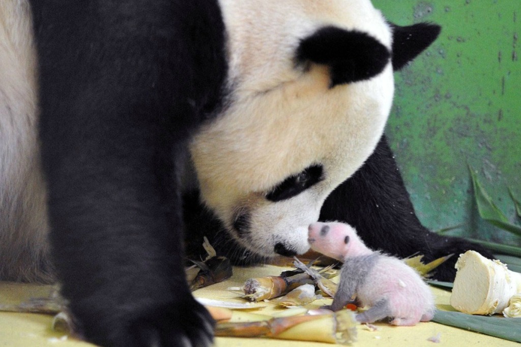 Смотрите как выросли первые в мире тройняшки-панды-16