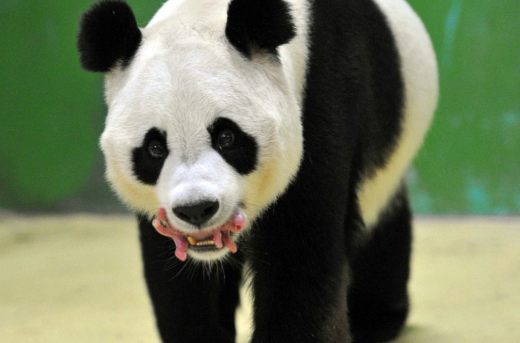 Смотрите как выросли первые в мире тройняшки-панды-17