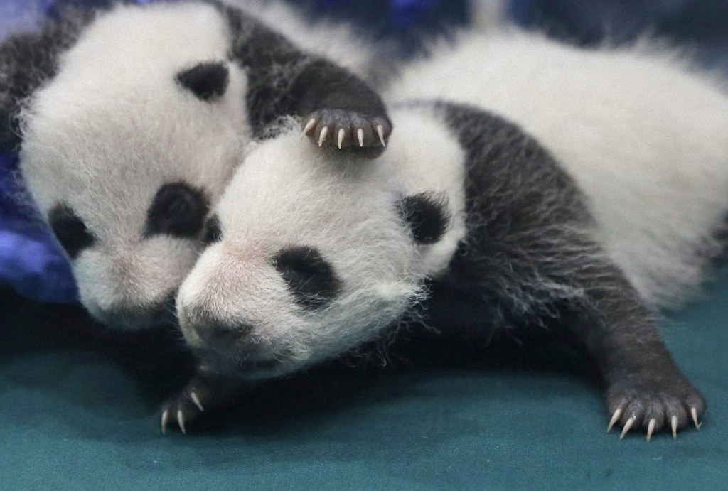 тройняшки панды