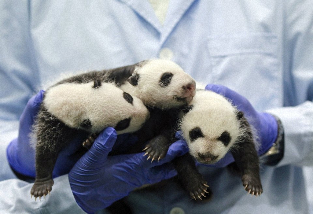 Смотрите как выросли первые в мире тройняшки-панды-8