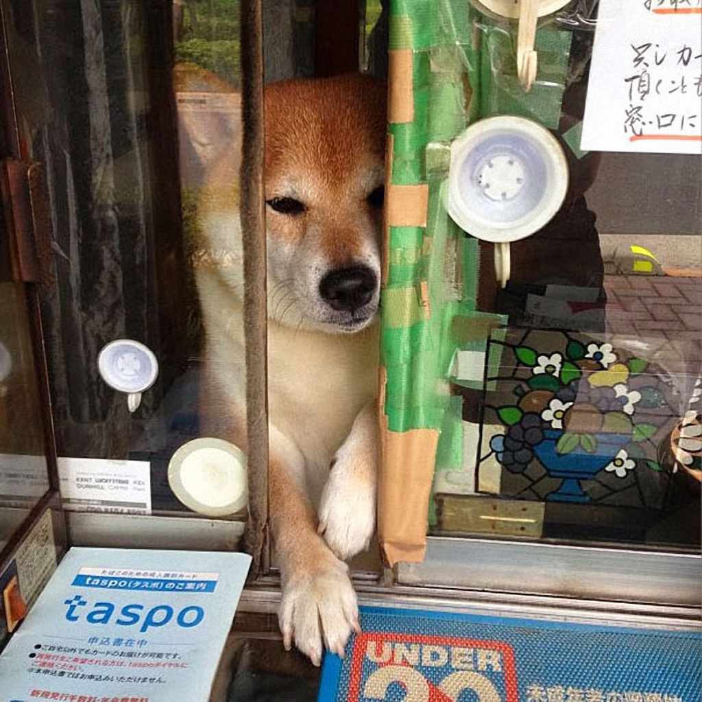 Японская собака продавец