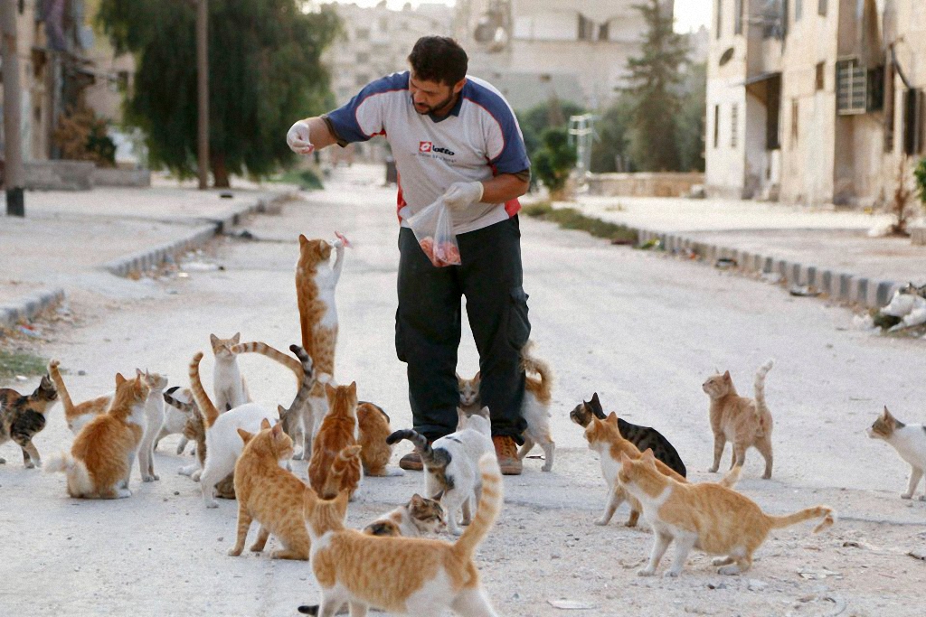 Водитель из Сирии спасает брошенных кошек-1