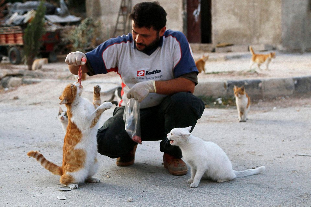 Водитель из Сирии спасает брошенных кошек-2