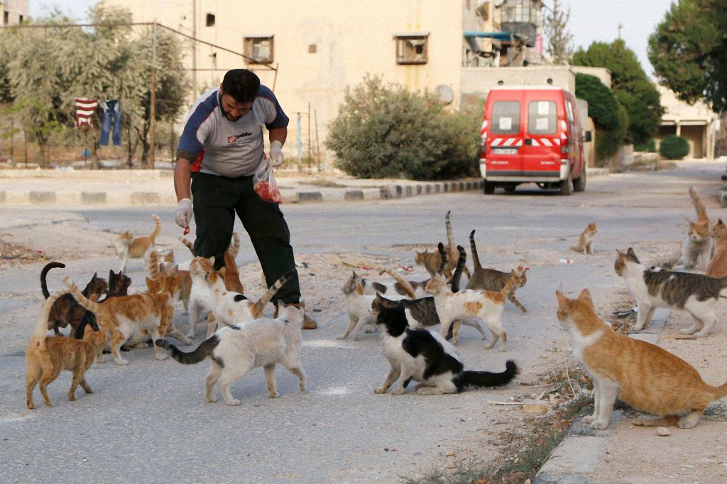 Водитель из Сирии спасает брошенных кошек-4