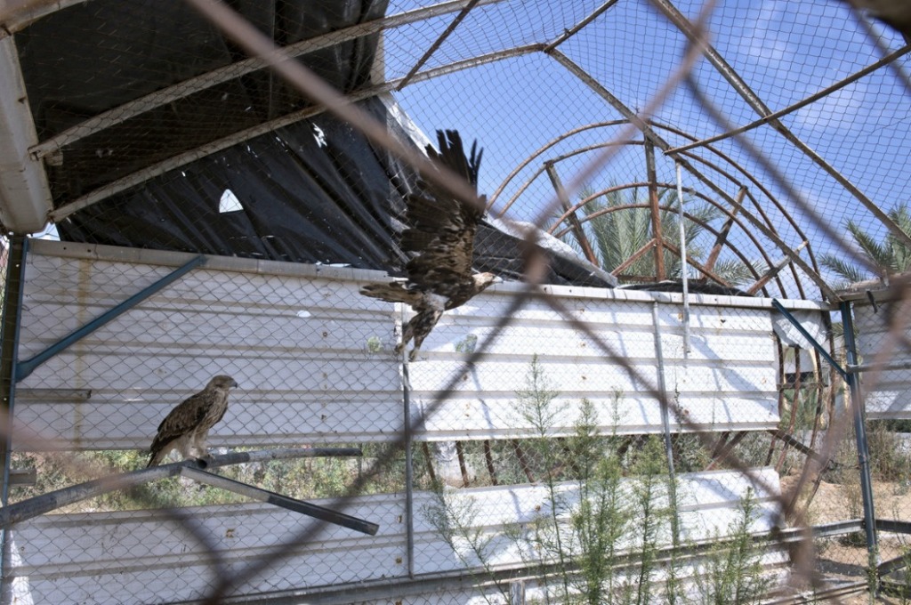 Жертвы войны - звери из зоопарка в Секторе Газа-11
