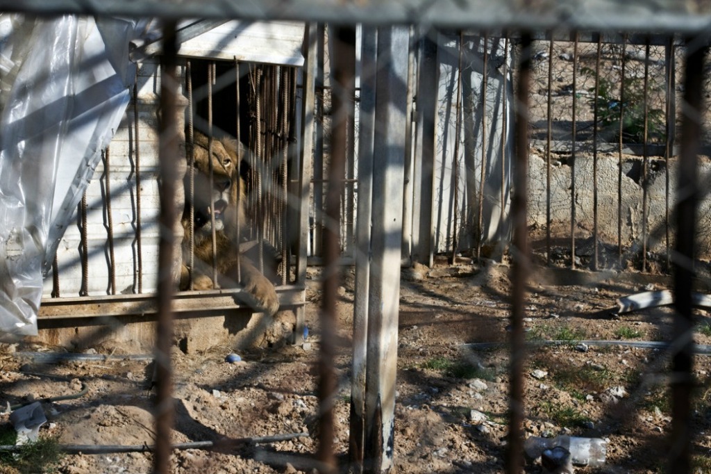 Жертвы войны - звери из зоопарка в Секторе Газа-12