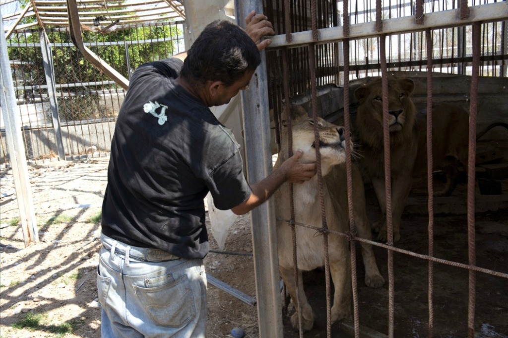 Жертвы войны - звери из зоопарка в Секторе Газа-16