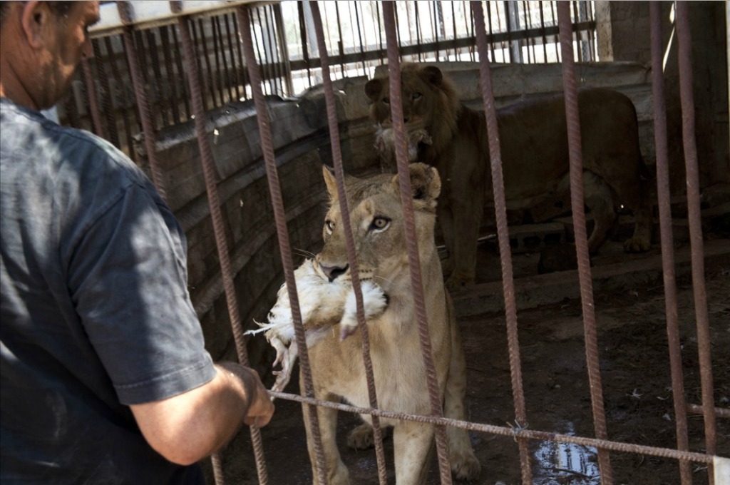 Жертвы войны - звери из зоопарка в Секторе Газа-17