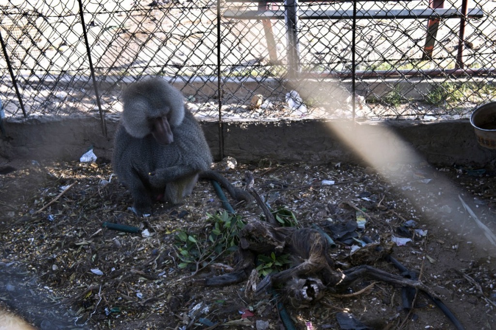 Жертвы войны - звери из зоопарка в Секторе Газа-2