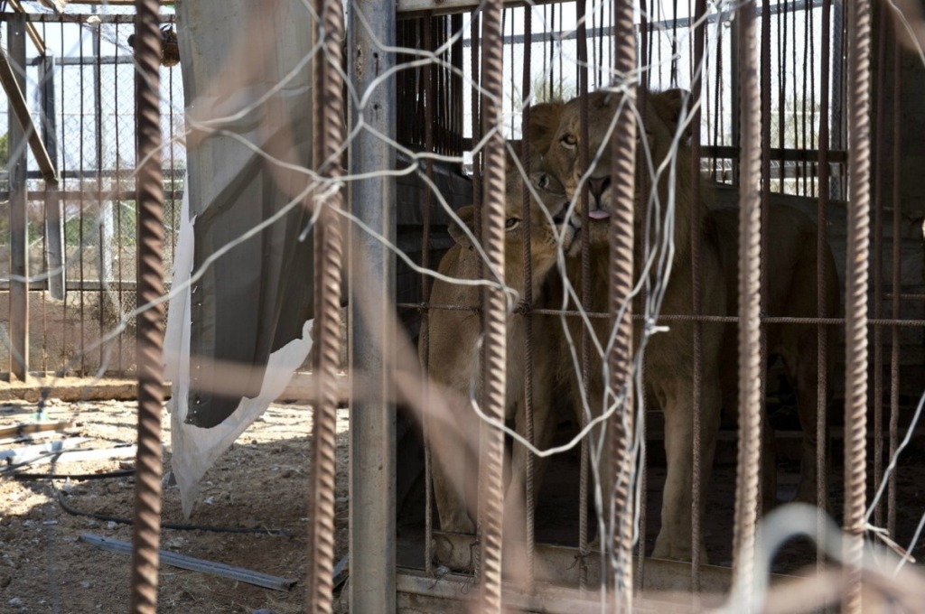 Жертвы войны - звери из зоопарка в Секторе Газа-4