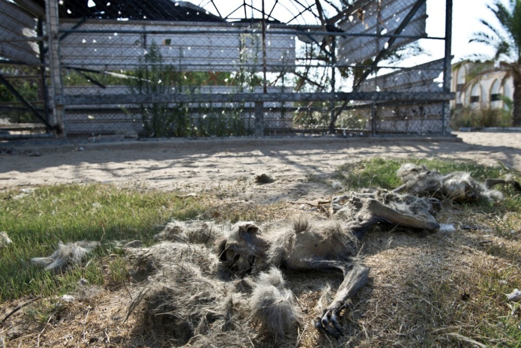 Жертвы войны - звери из зоопарка в Секторе Газа-5