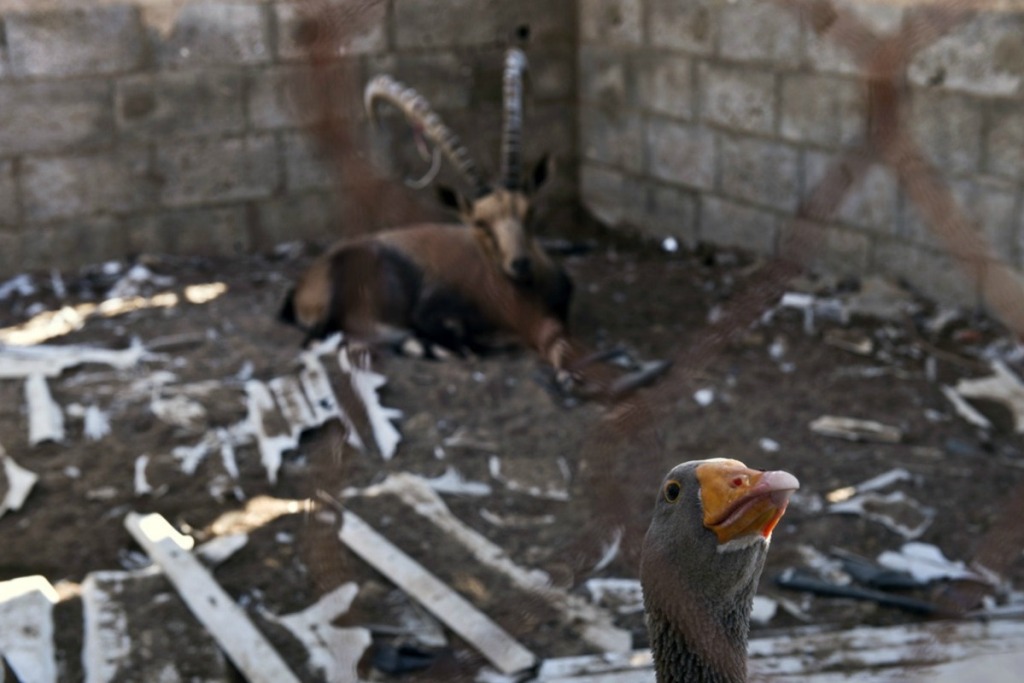 Жертвы войны - звери из зоопарка в Секторе Газа-6