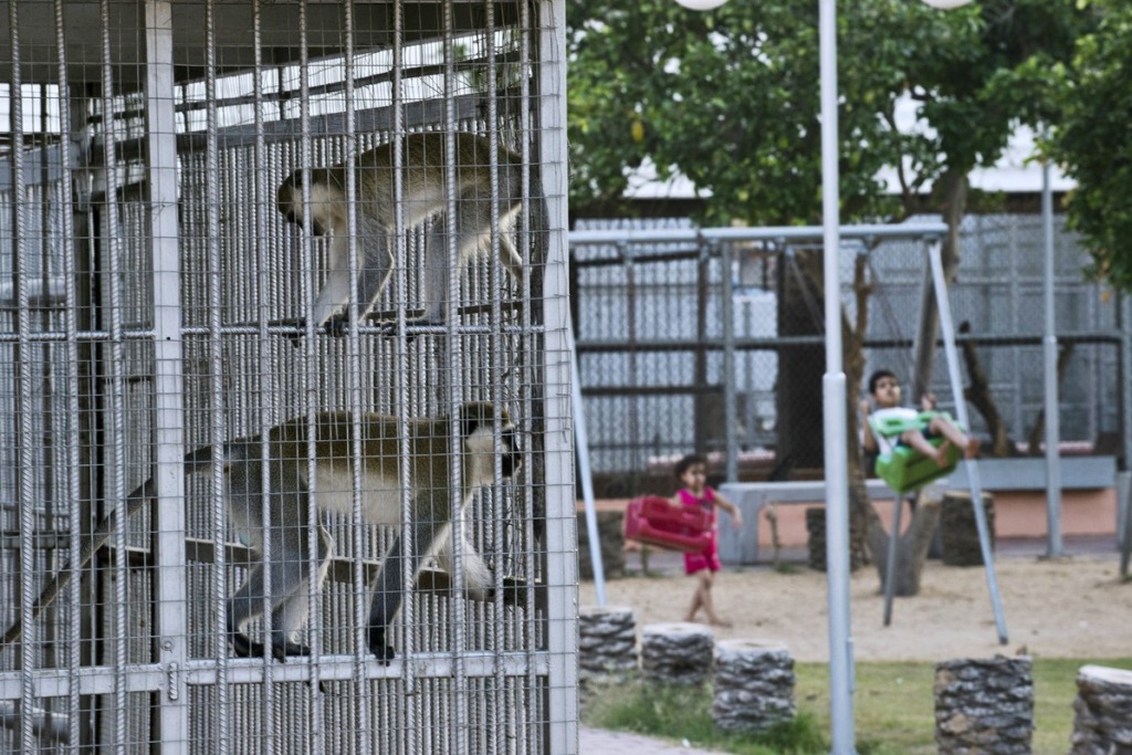 Жертвы войны - звери из зоопарка в Секторе Газа-9