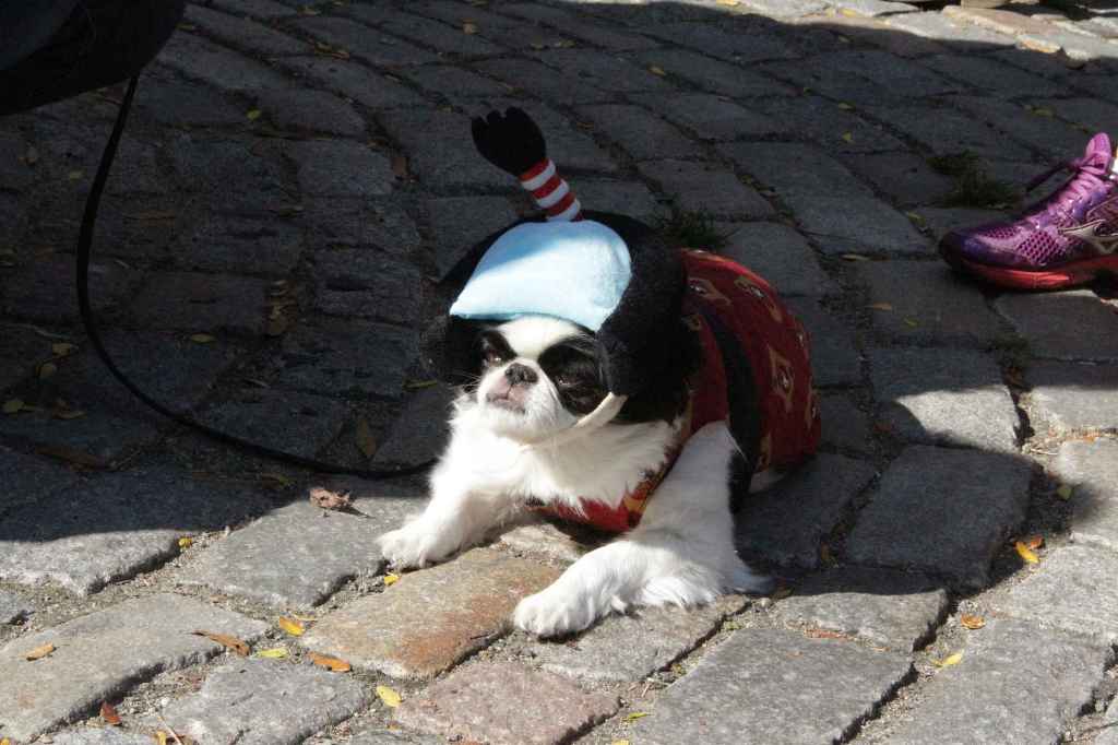 костюмированный парад собак-11