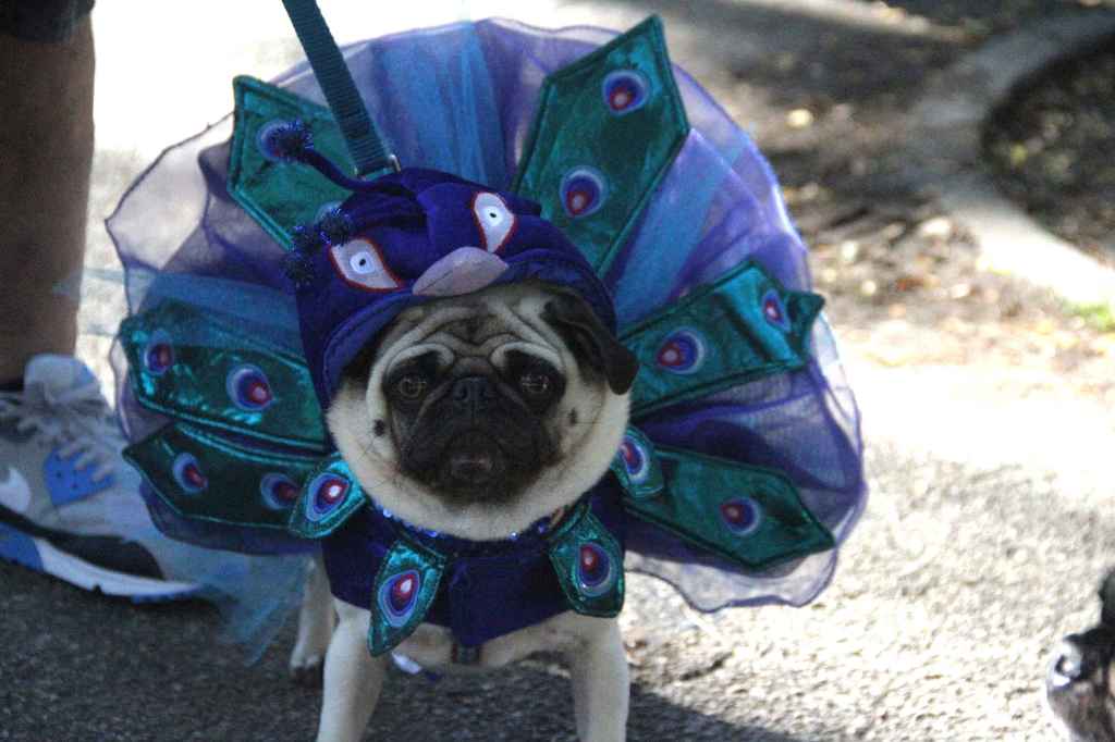 костюмированный парад собак-12