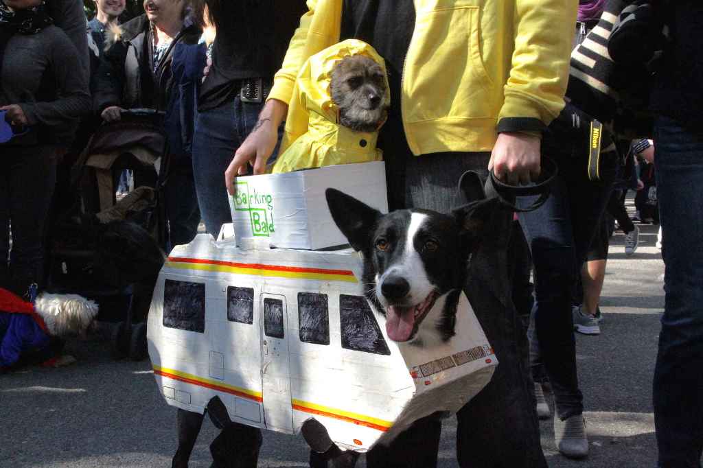 костюмированный парад собак-20