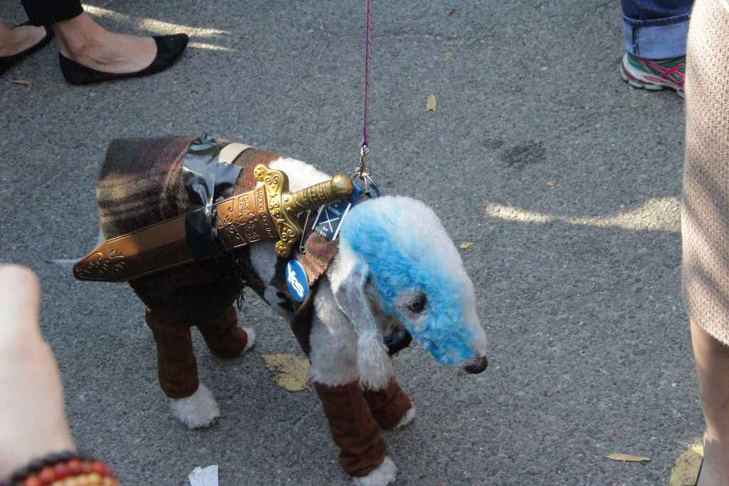 костюмированный парад собак-4