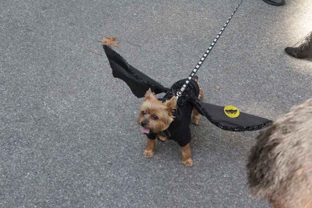 костюмированный парад собак-5