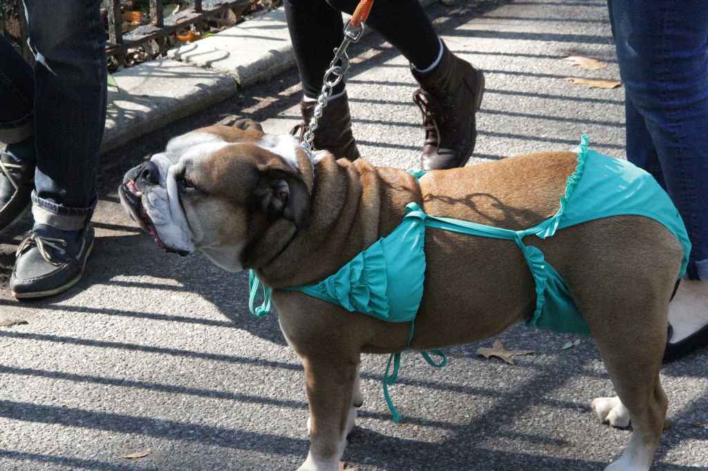 костюмированный парад собак-6