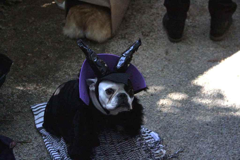 костюмированный парад собак-7