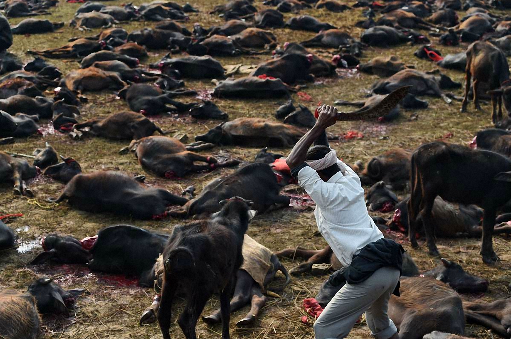 Кровавая резня животных в Непале-10