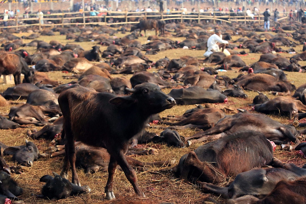 Кровавая резня животных в Непале-12